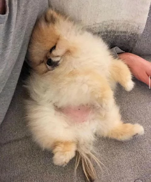   regalo  volpino pomerania mini toy  | Foto 0