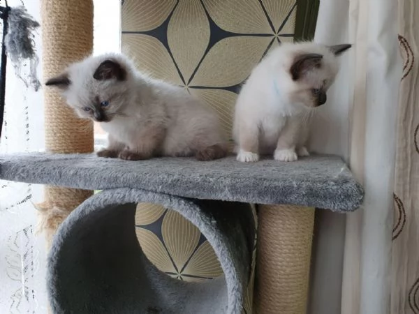 gattino ragdoll in vendita,