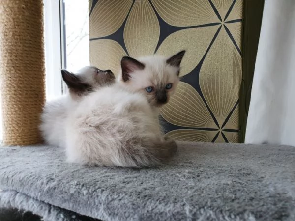 gattino ragdoll in vendita, | Foto 0