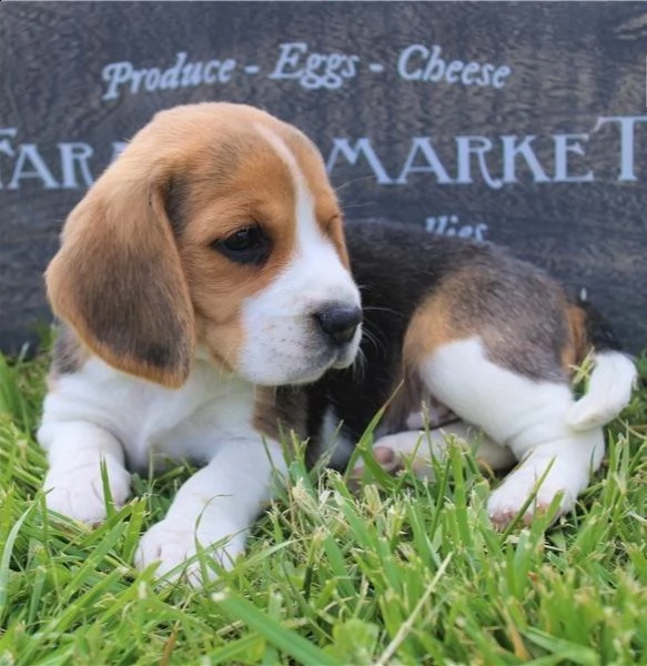 regalo beagle cuccioli meravigliosi ! 