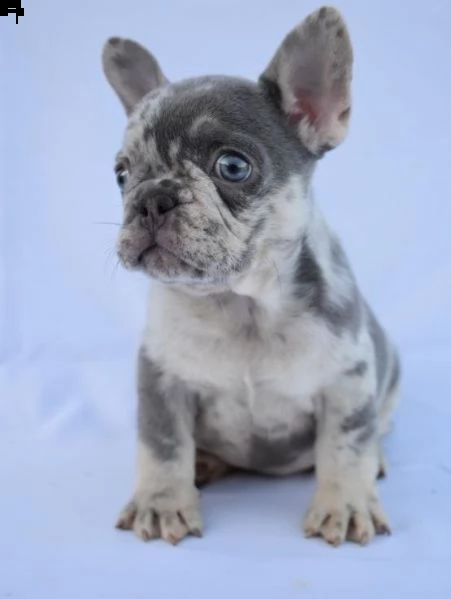  cuccioli di bulldog francese per l'adozione