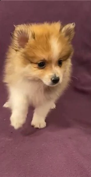 yorkshire toy