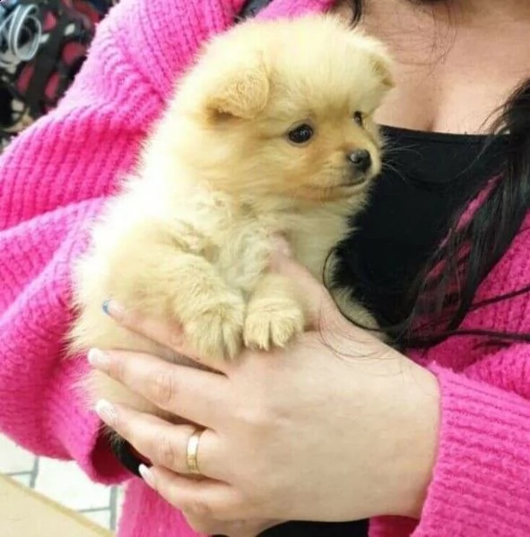 cucciolo di volpino pomerania 