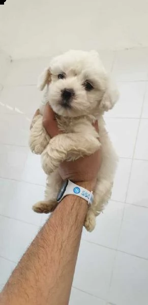 stupendo maltese toy 