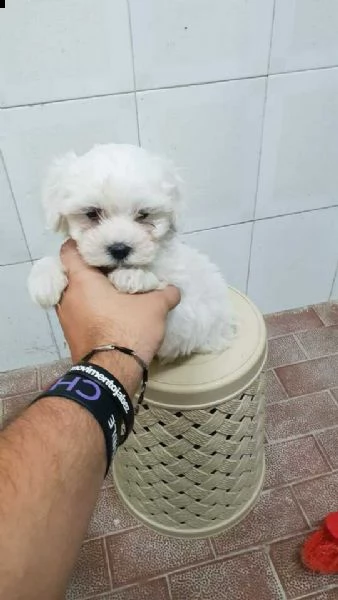 cucciolotto di maltese toy di circa 65 gg 