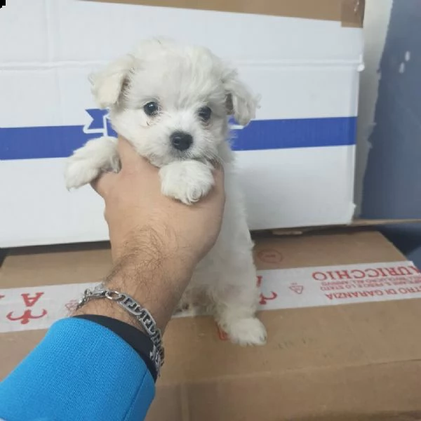 bellissimo cucciolo di maltese toy 