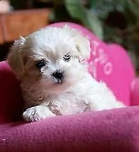 cucciolo di maltese mini toy dolcissimo inteligentissimo