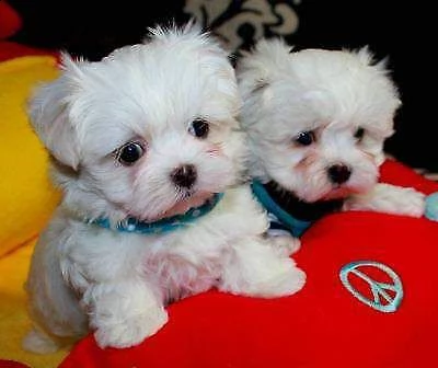 cucciolini di maltese toy, di 90 giorni,