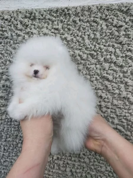  stupendi spitz tedesco nano detto volpino di pomerania.