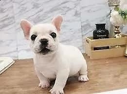 abbiamo disponibili generosi cucciolini di bulldog francese, 