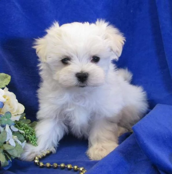vendiamo cuccioli di maltese toy, molto socievoli 