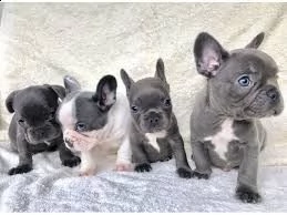 regalo bulldog frances | Foto 0