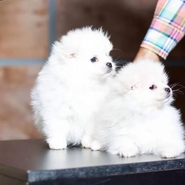 stupende maltese nano...... | Foto 0