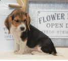  regalo beagle 