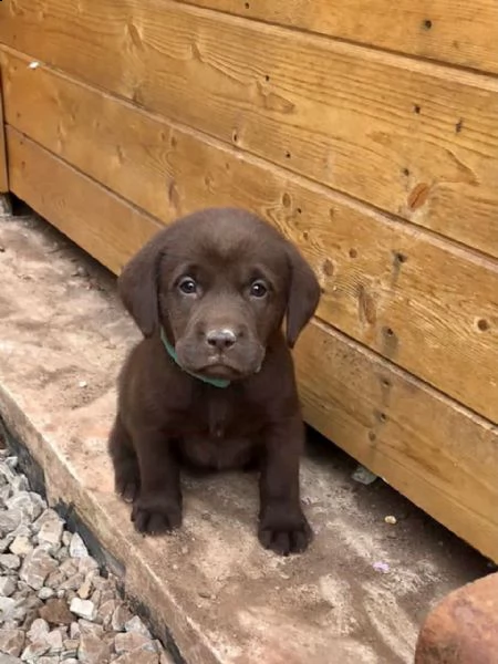 cioccolato labrador retriever
