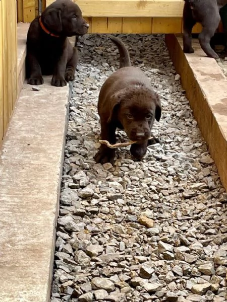 cioccolato labrador retriever | Foto 1