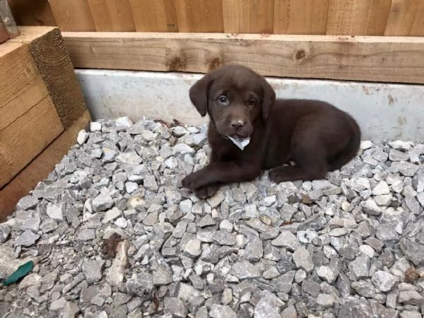 cioccolato labrador retriever | Foto 0