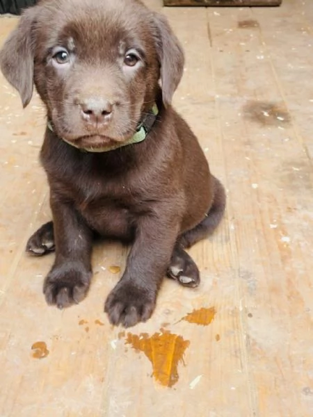 cuccioli di labrador cioccolato