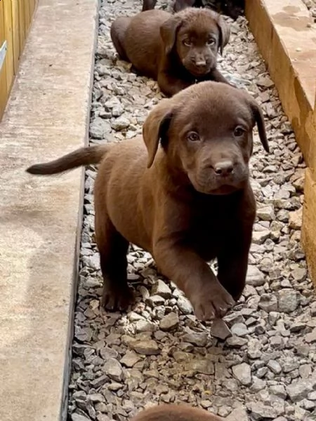 cuccioli di labrador cioccolato | Foto 1