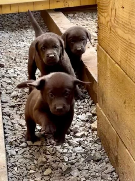 cuccioli di labrador cioccolato | Foto 0