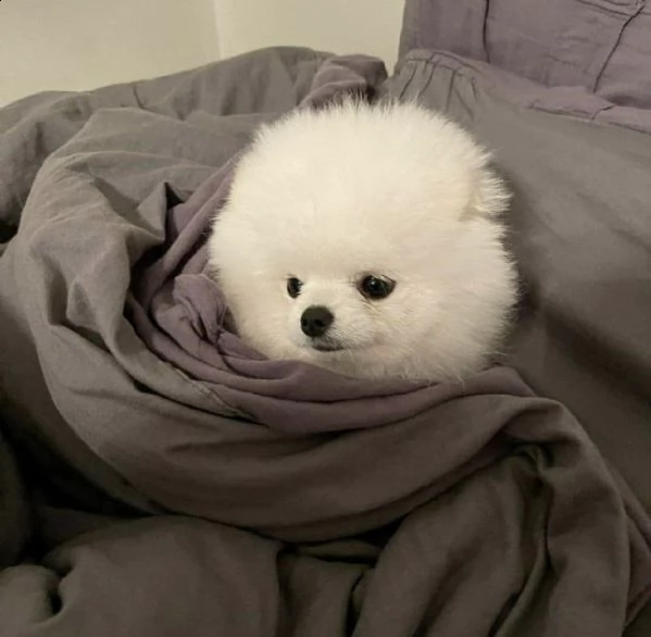 simpatici cuccioli dello pomerania per l'adozione