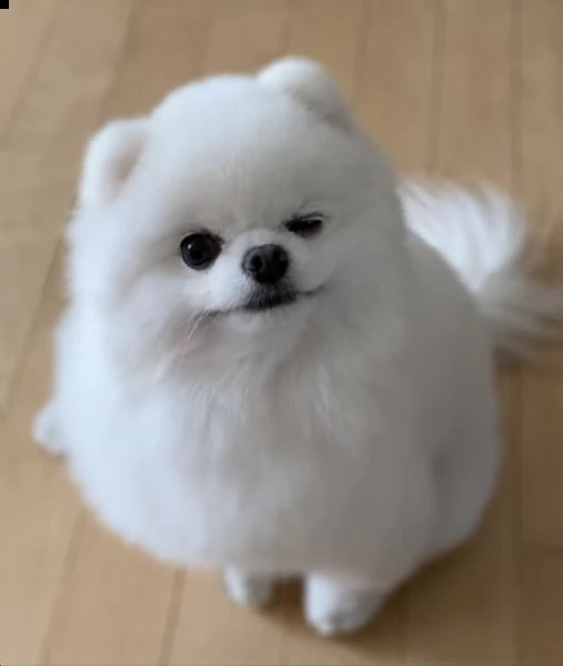 simpatici cuccioli dello pomerania per l'adozione | Foto 0