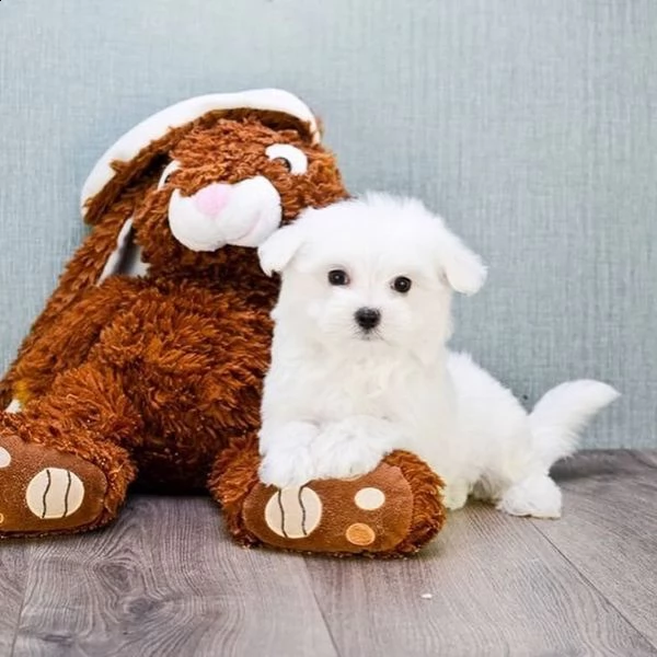 dolce cuccioli maltese nano 