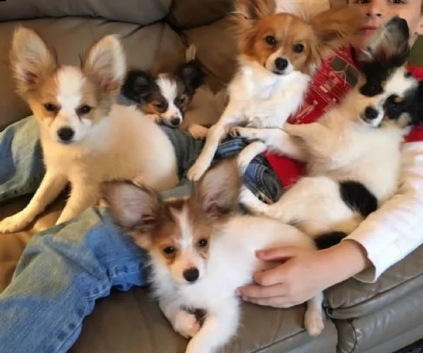 bellissimi cuccioli di papillon in adozione