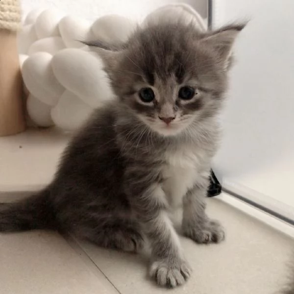 bellissime cucciole maine coon | Foto 0