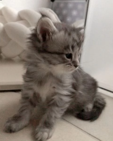 bellissime cucciole maine coon