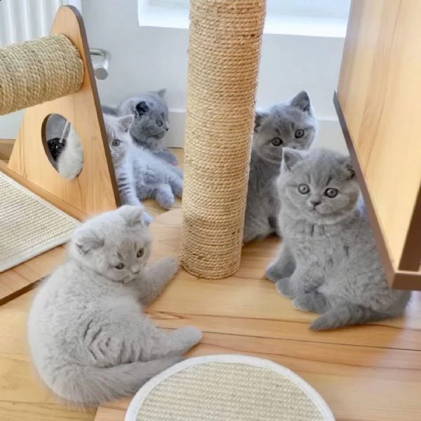 bellissimi cuccioli di british shorthair | Foto 0