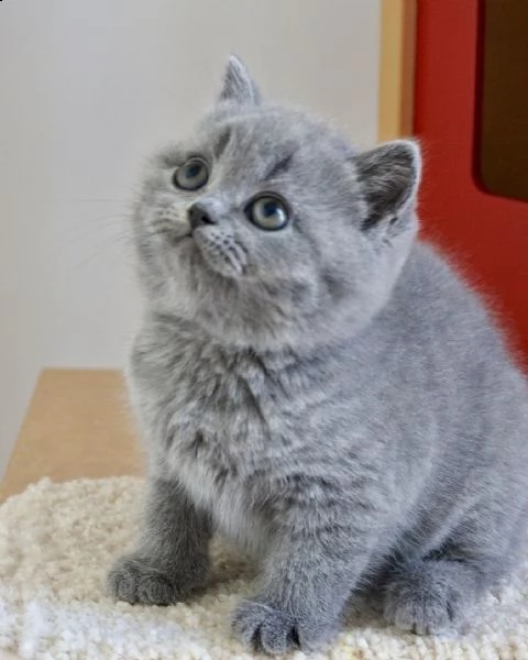 bellissimi cuccioli di british shorthair