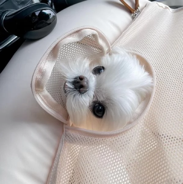 nano maltese cuccioli....