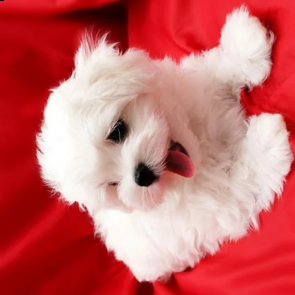 regalo maltese[at][at][at][at][at]