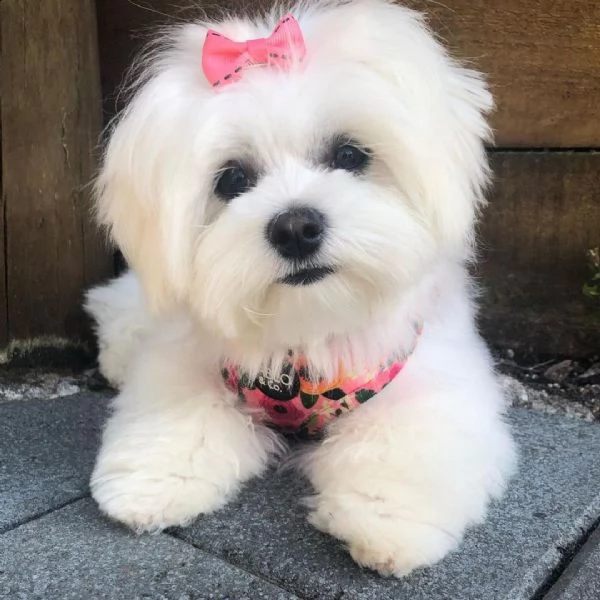 maltese maltese nano.... | Foto 0