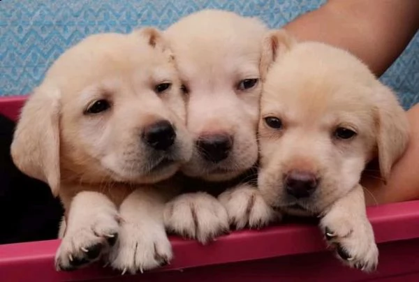 golden retriever  | Foto 0