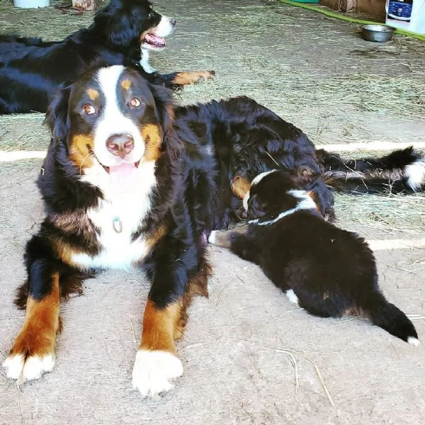 bernesi di razza pura | Foto 2