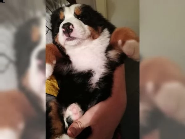 bernesi di razza pura | Foto 1