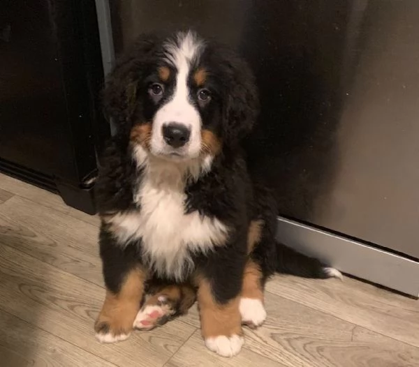 bernesi di razza pura | Foto 0