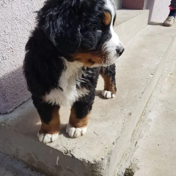 bernesi di razza pura