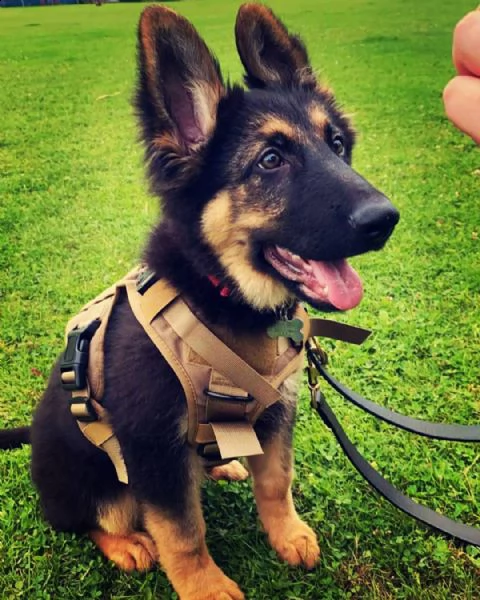 cuccioli di pastore tedesco pronti