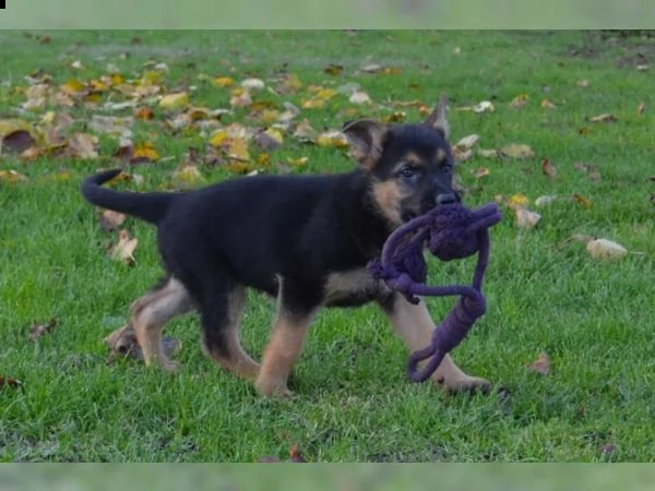 cuccioli di pastore tedesco pronti | Foto 0