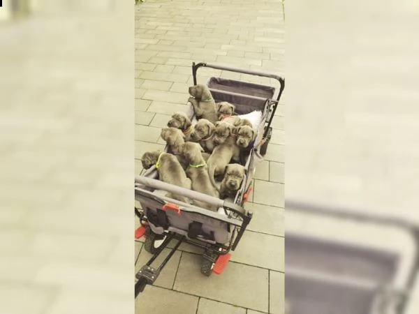 cuccioli di alano | Foto 0