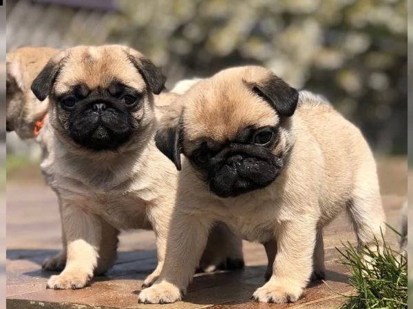 bellissimi cuccioli di genitori sani disponibili per la prenotazione