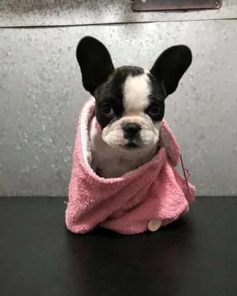 dolce bouledogue francese pure | Foto 0