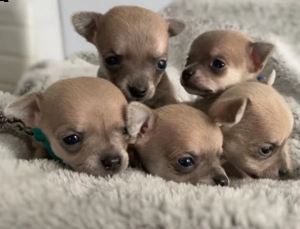 regalo cuccioli dolce e bella chihuahua toy....