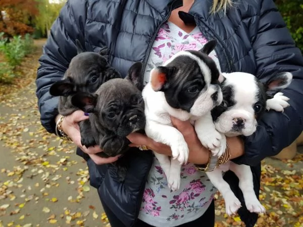 regalo cuccioli di bulldog francese......
