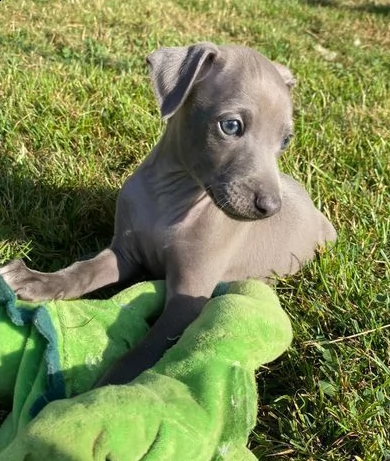 cuccioli di levriero italiano registrati | Foto 0