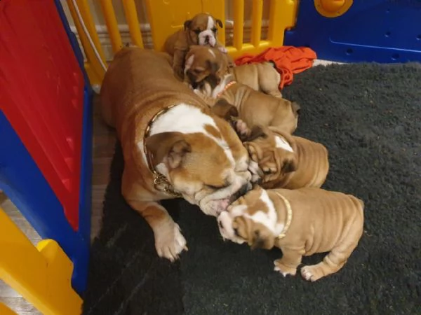 cuccioli di bulldog inglese