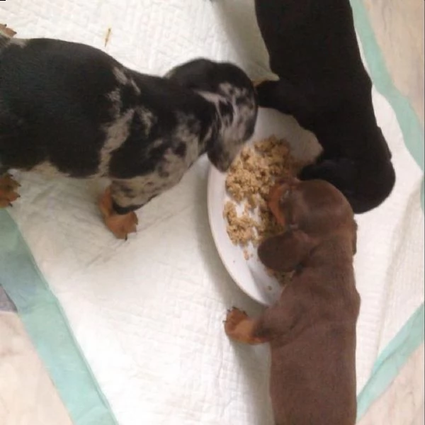 cuccioli di bassotto